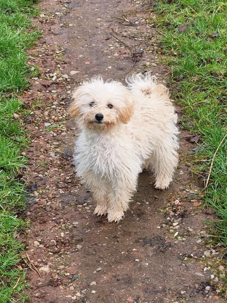 Dwergpoedel / maltipoo, Poedel, Parvo, 15 weken tot 1 jaar, Reu