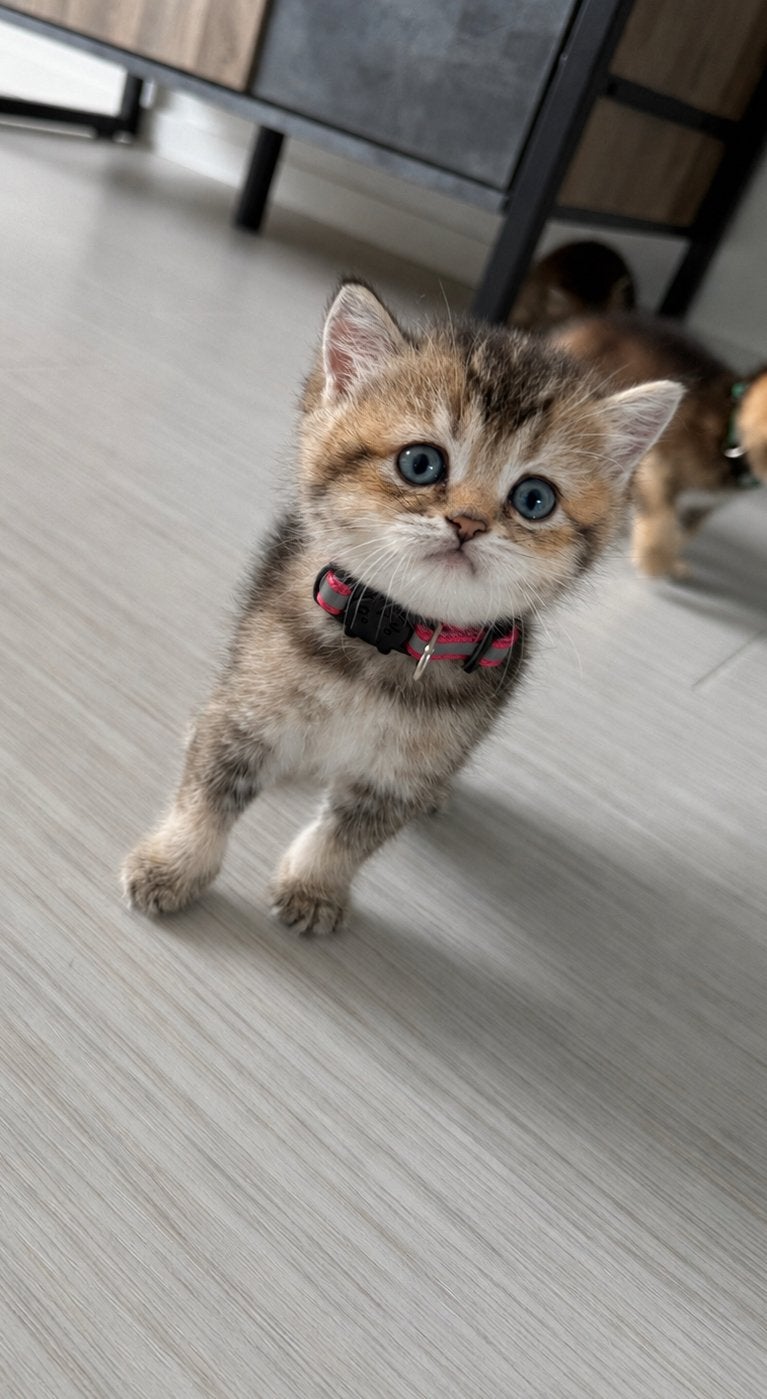 Britse Korthaar kittens 🐾 stamboom|kampioenslijn|fokrecht❤️, Meerdere dieren, Met stamboom, 0 tot 2 jaar