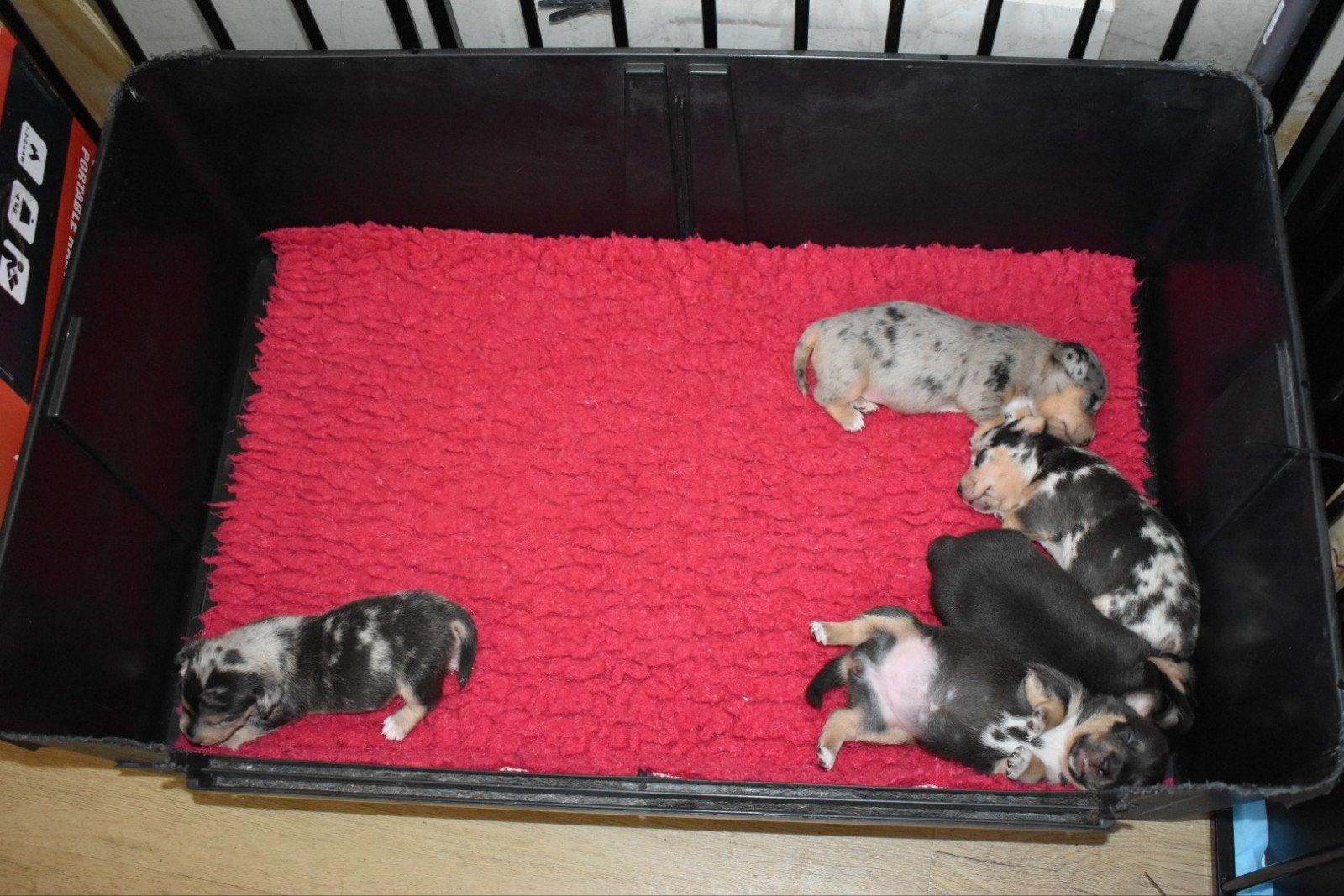 Zeer mooie Jack Russel pups uit geteste ouders, Dieren en Toebehoren, Honden | Jack Russells en Terriërs, Parvo, Jack Russell Terriër