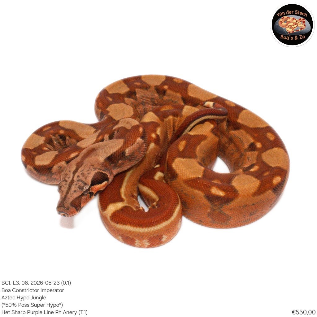 Boa Constrictor Imperator Litter 03 2026 Boa Constrictor photo 6