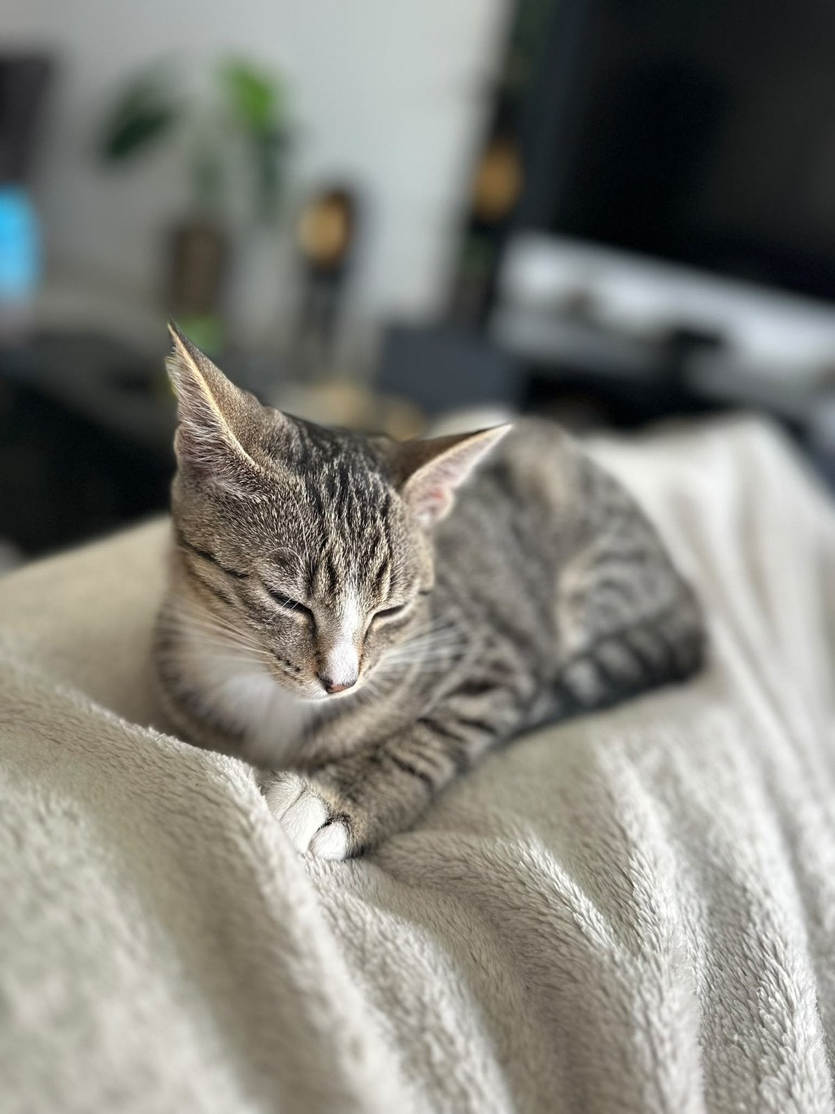 Opzoek naar een gouden mand!, Poes