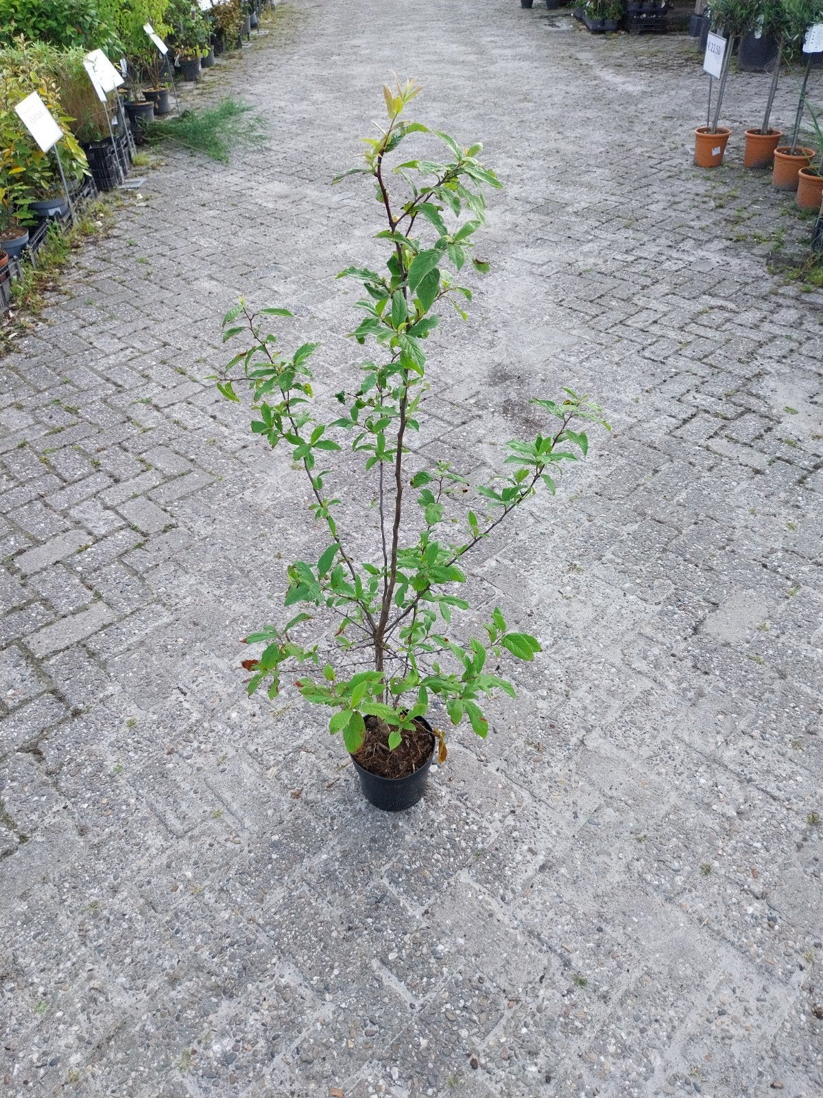 Mispel (Mespilus germanica) - Fruitboom voor uw tuin, Ophalen, Volle zon, Vaste plant, Fruitplanten