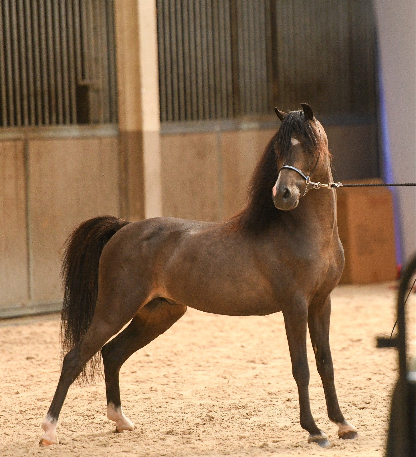 goedgekeurde valk minipaard hengst, Dieren en Toebehoren, Hengst