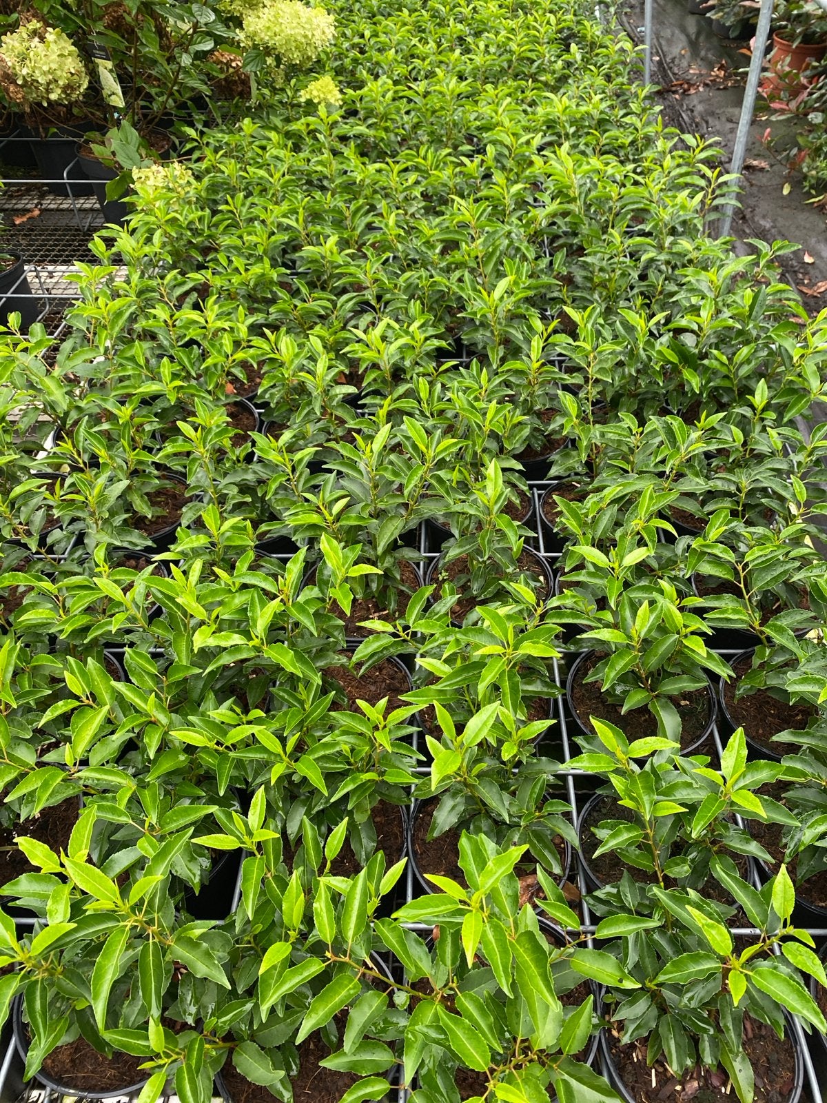 Portugese laurier 25/30 cm hoog, Tuin en Terras, Volle zon, Vaste plant, Bloeit niet, Ophalen