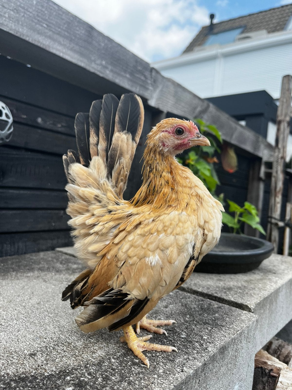Serama hen, Dieren en Toebehoren, Pluimvee, Vrouwelijk, Kip