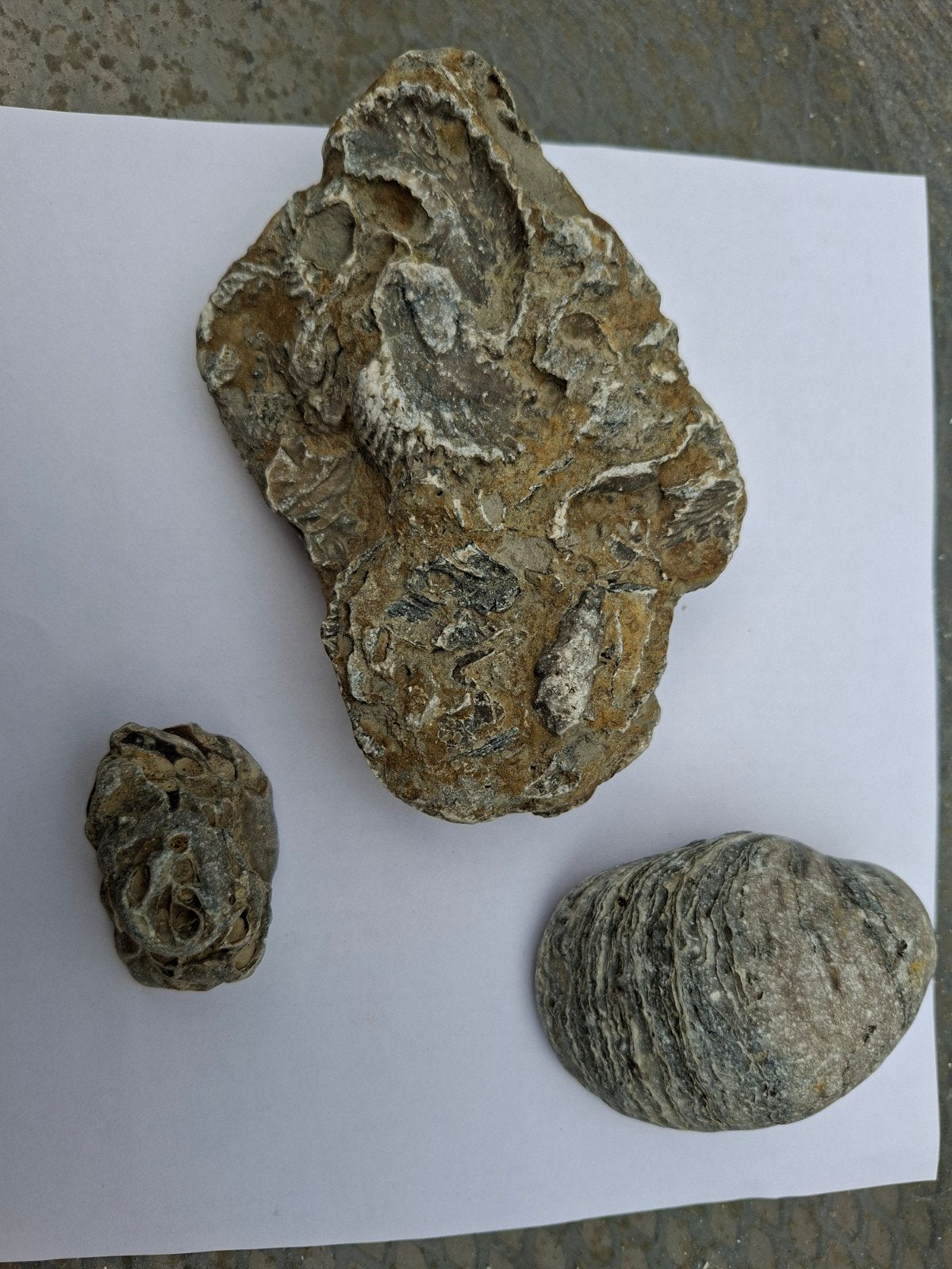 Fossielen 3 stuks, Ophalen of Verzenden, Fossiel
