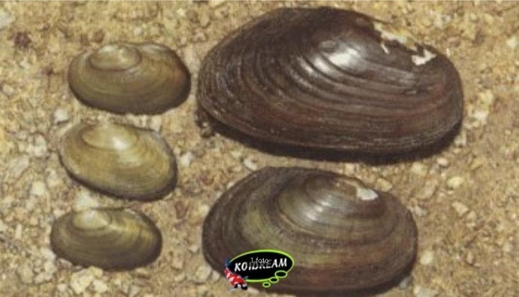 Vijvermossel Anodonta sp. – Natuurlijk filter voor uw vijver