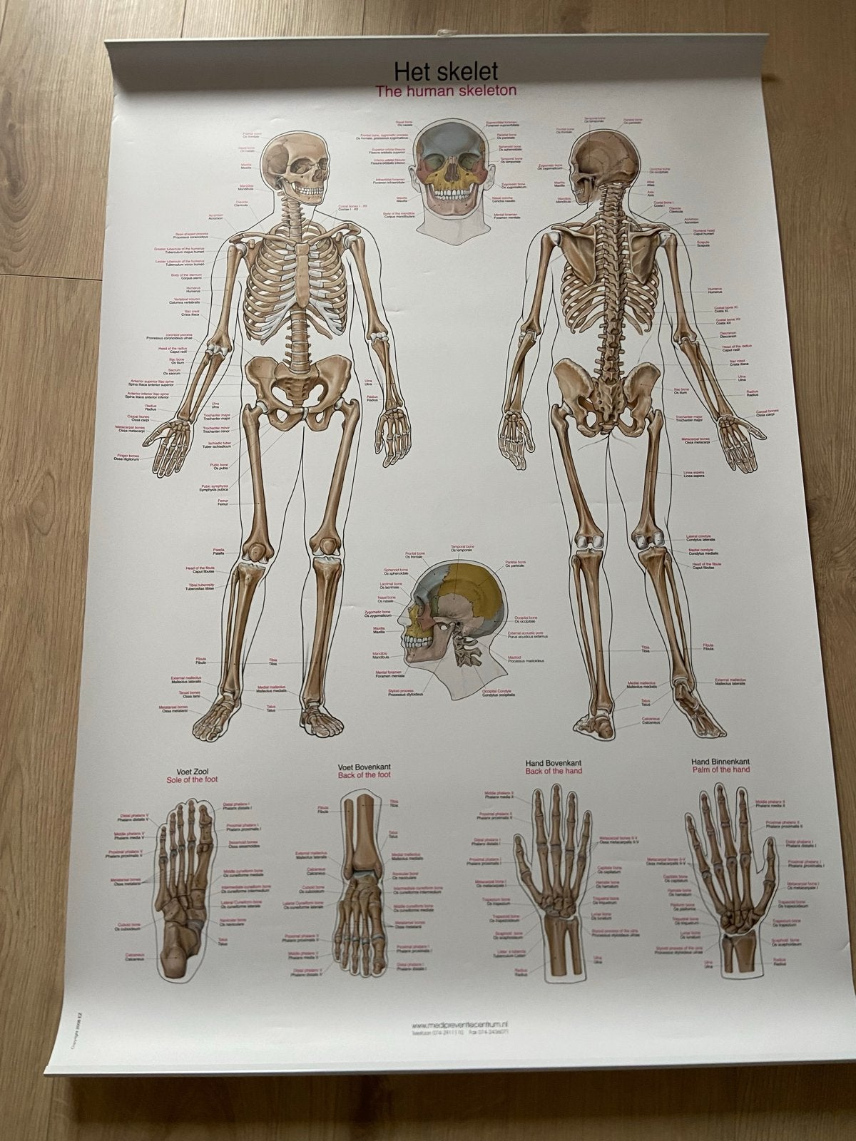 2 Anatomische posters: Spieren en Botten, Ophalen, Zo goed als nieuw, Natuurwetenschap