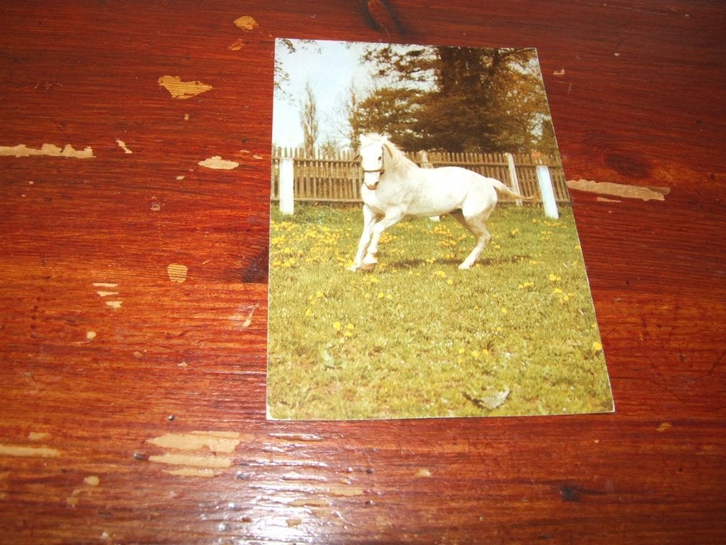 A198- Asichtkaart met wit paard in de wei, Verzenden, 1980 tot heden, Gelopen, Paard