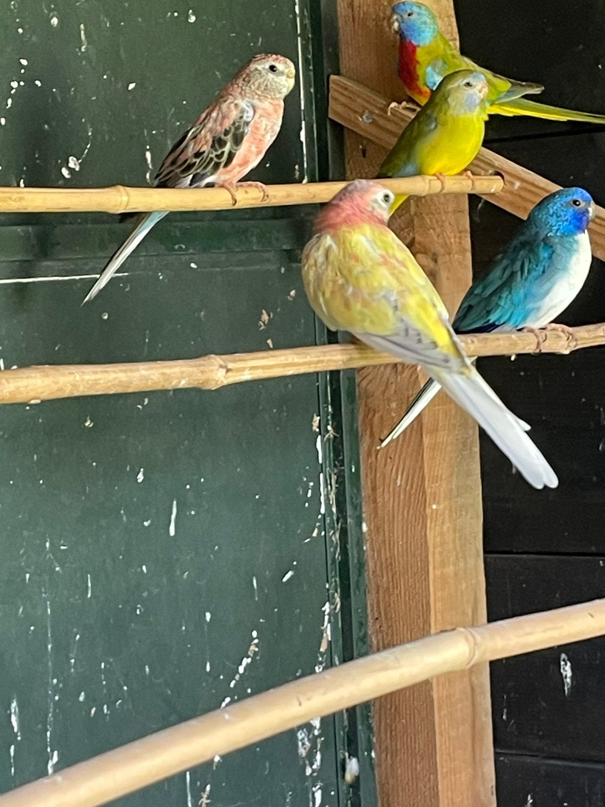 Bourke opaline gezoomd, Dieren en Toebehoren, Meerdere dieren, Parkiet, Geringd