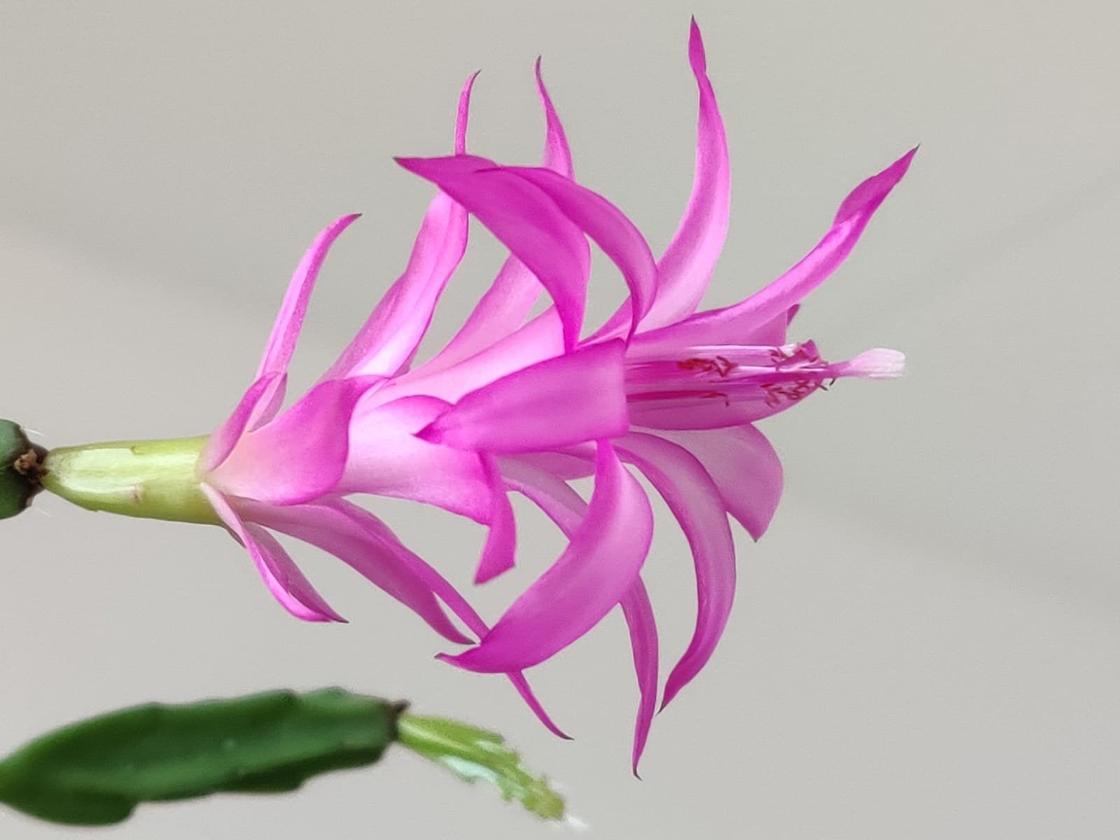 Schlumbergera 'Exotica' stek ongeworteld, Verzenden, Halfschaduw, Minder dan 100 cm