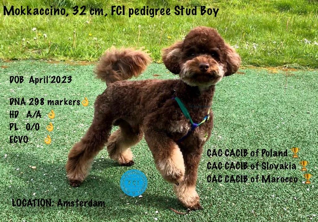 Poedel TOY/DWERG DEKREU Choco &Tan Phantom Bruin, Dieren en Toebehoren, Reu, 1 tot 2 jaar, Parvo, Eén hond