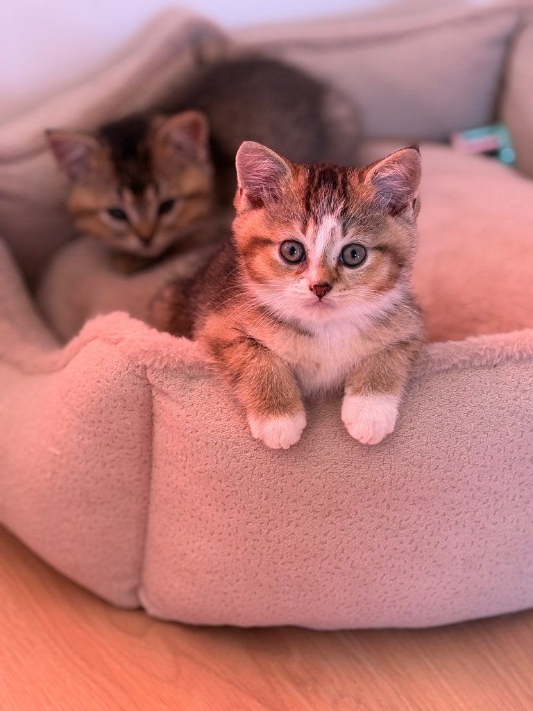 Britse korthaar kruising kittens, 2 katertjes beschikbaar, Dieren en Toebehoren, Katten en Kittens | Raskatten | Korthaar, Kater