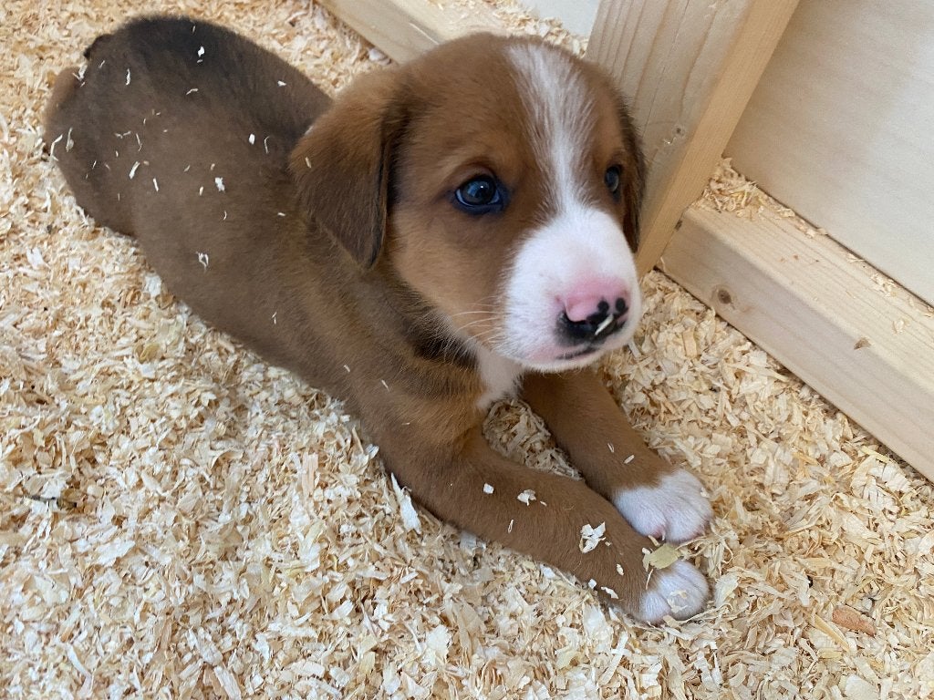 Entlebucher Sennenhond pups, 8 tot 15 weken, Meerdere dieren, Eén hond, CDV (hondenziekte)
