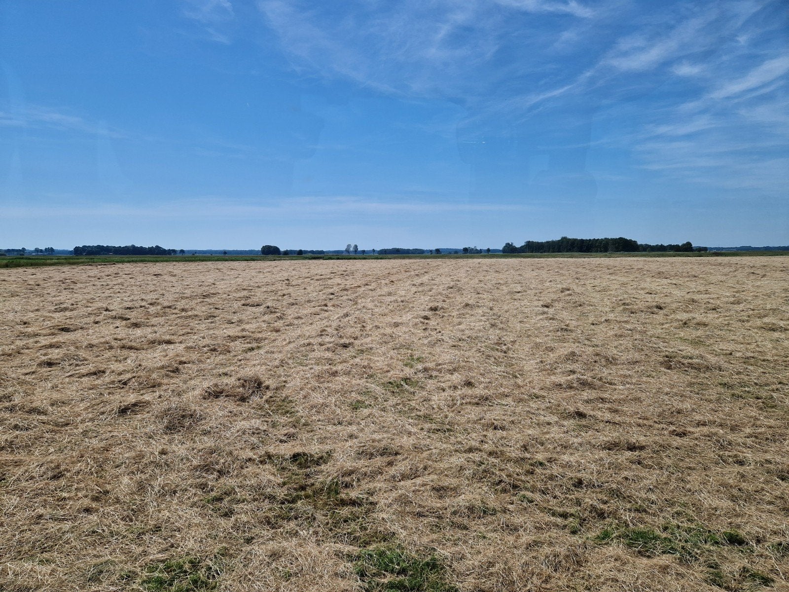 1e snede hooi - Licht bemest, geschikt voor paarden, Ophalen, Vee