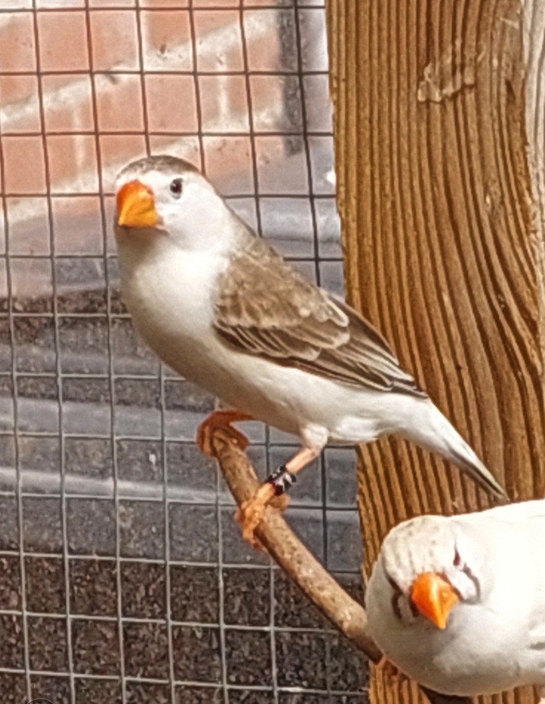 zebravinkjes, Meerdere dieren