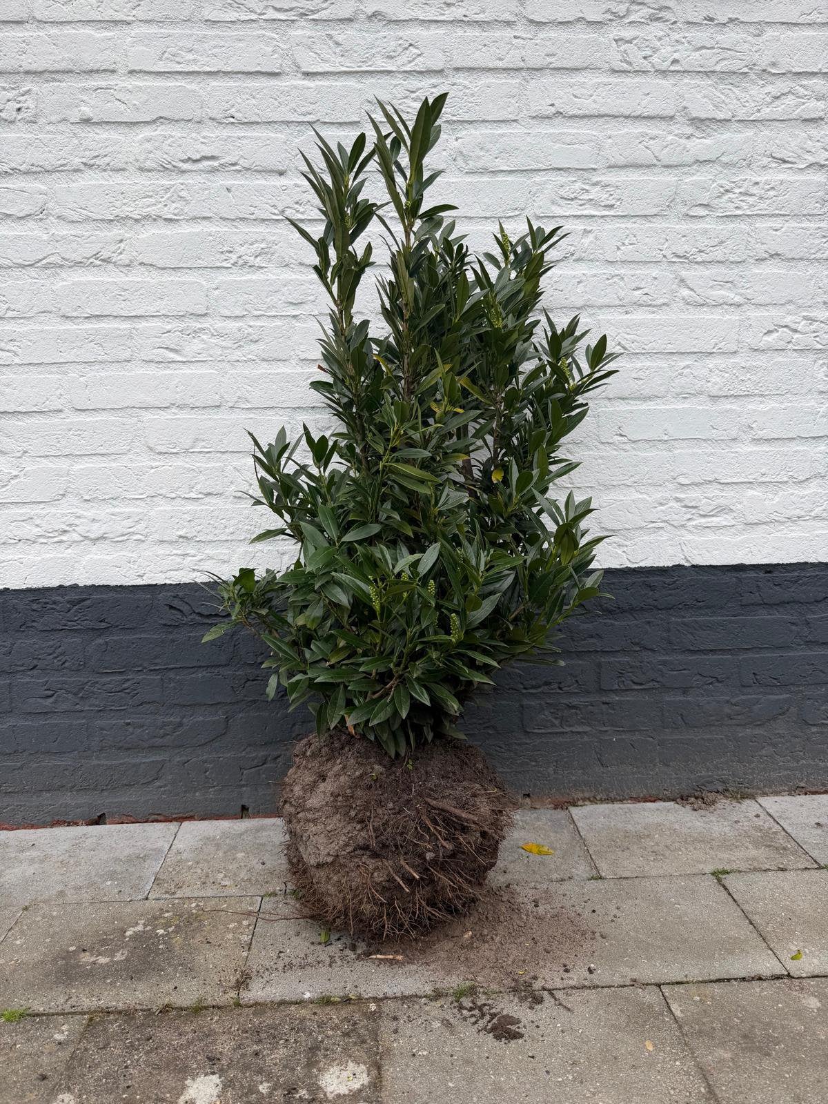 Laagblijvende laurier Prunus l. Otto Luyken, Ophalen, Laurier, Haag, 100 tot 250 cm