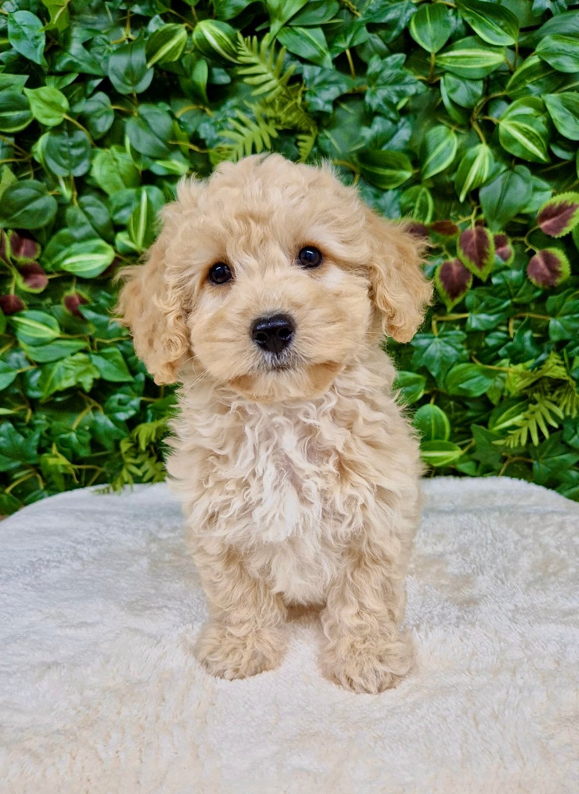 Prachtige boomer x toy poedel pups, Parvo, Nederland, Overige rassen, 8 tot 15 weken