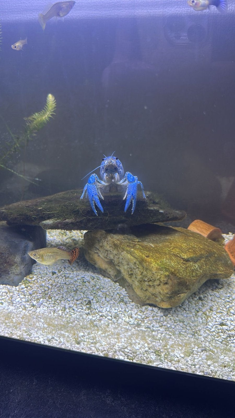 Blauwe Kreeft, Dieren en Toebehoren, Ophalen, Plant(en), Steen of Hout