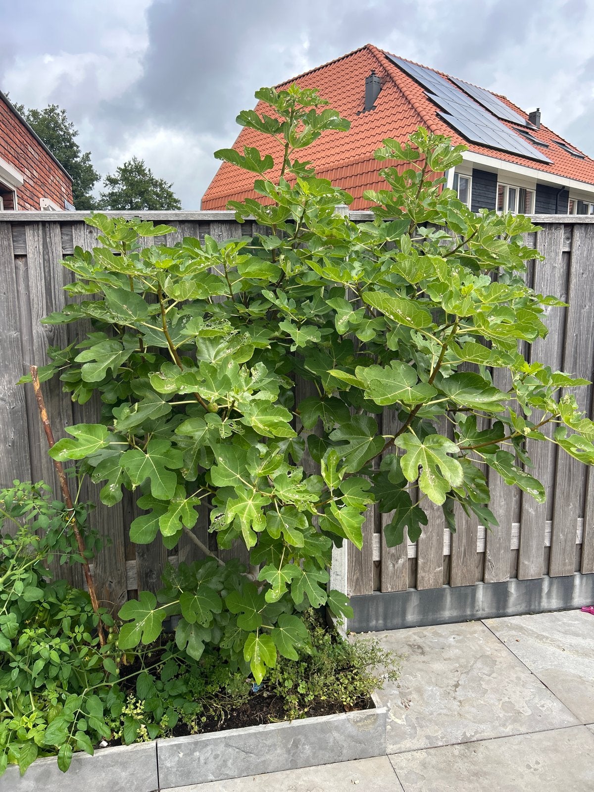 Grote Vijgenboom (2,5m hoog, 2m breed) met vijgen, Ophalen, Overige soorten, 250 tot 400 cm
