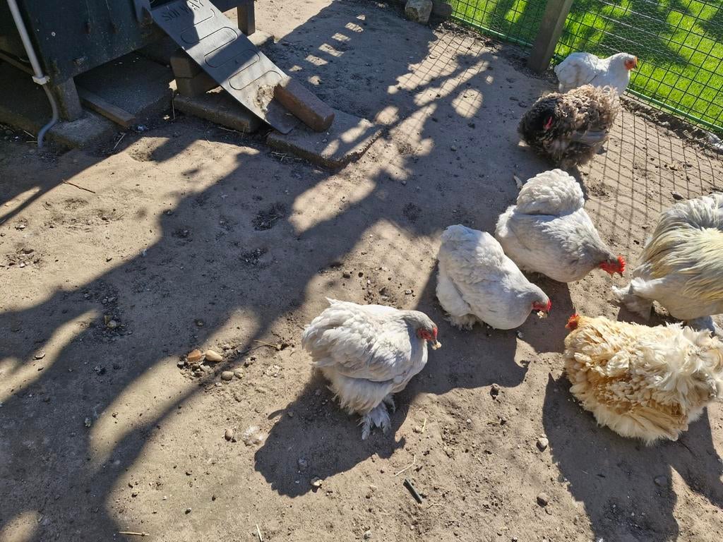 Cochin kriel hennetjes en haan, Dieren en Toebehoren, Pluimvee, Meerdere dieren, Kip