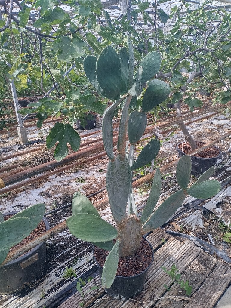Opuntia ficus-indica (vijgcactus), Ophalen, Ficus, In pot, 150 tot 200 cm