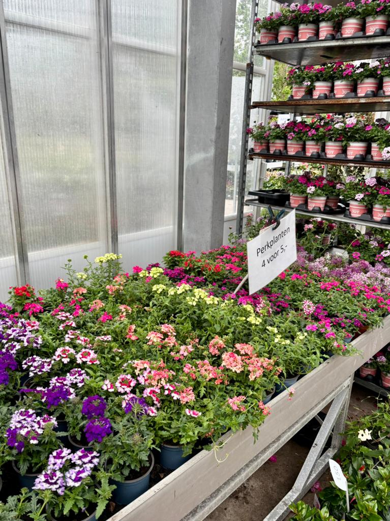 Perkplanten 4 voor 5,-, Ophalen, Eenjarig, Overige soorten, Volle zon