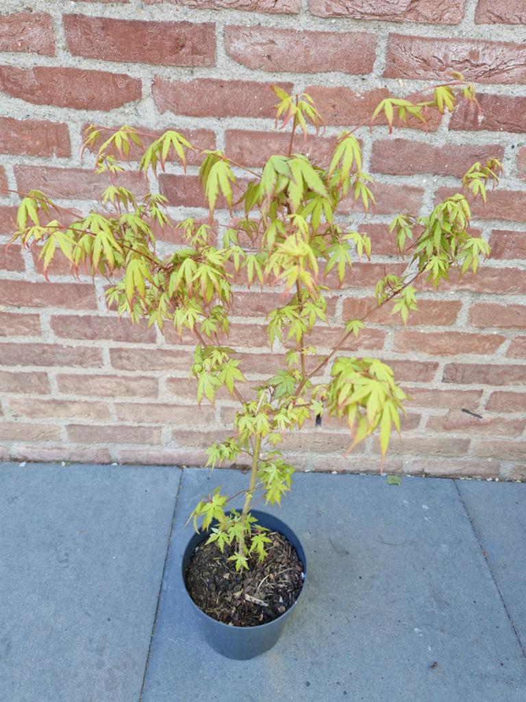 Planten, Tuin en Terras, Planten | Tuinplanten, Ophalen, Bloeit niet, Overige soorten, Halfschaduw