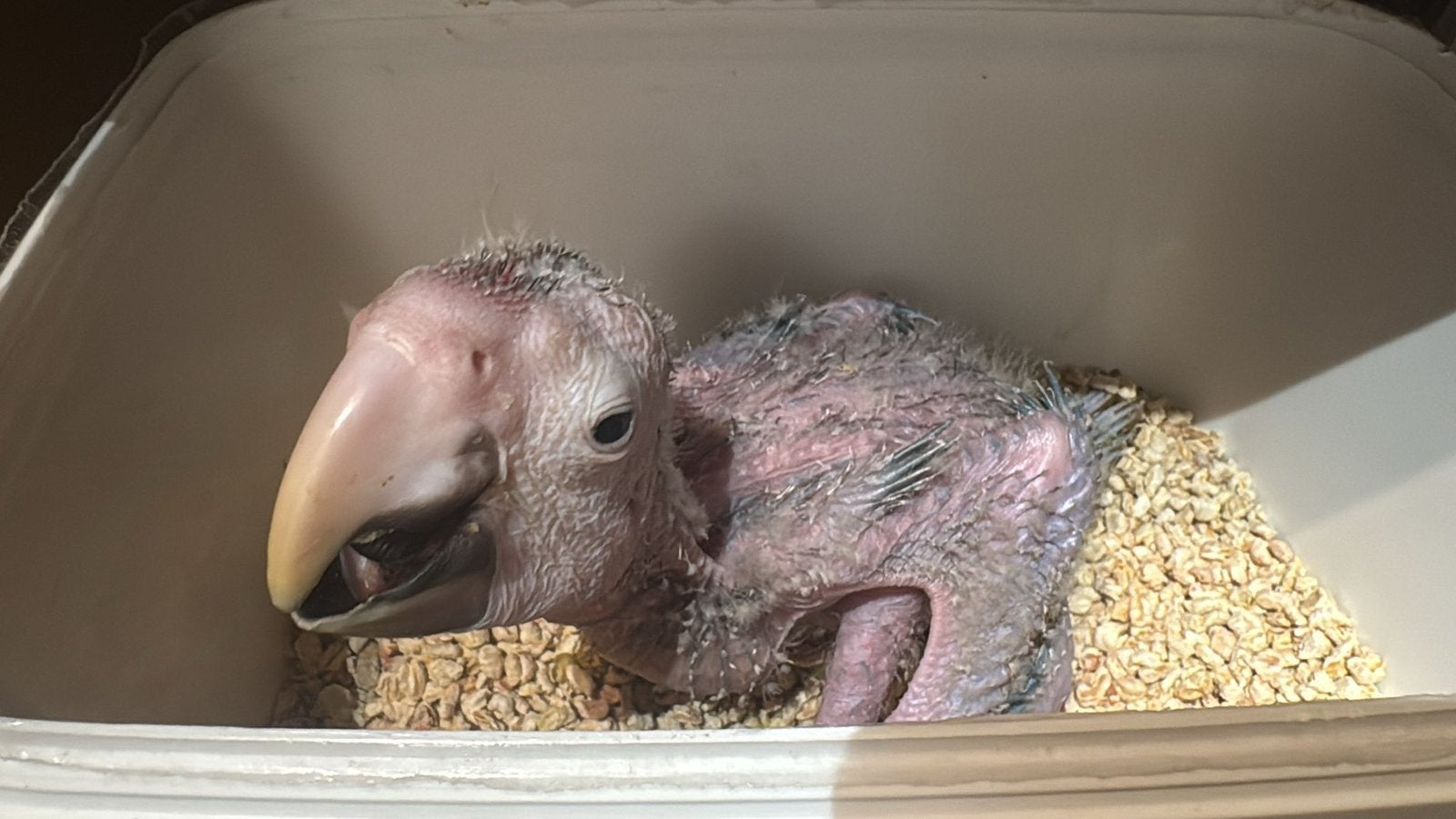 Te reserveren geelvleugel ara, Meerdere dieren, Papegaai, Pratend