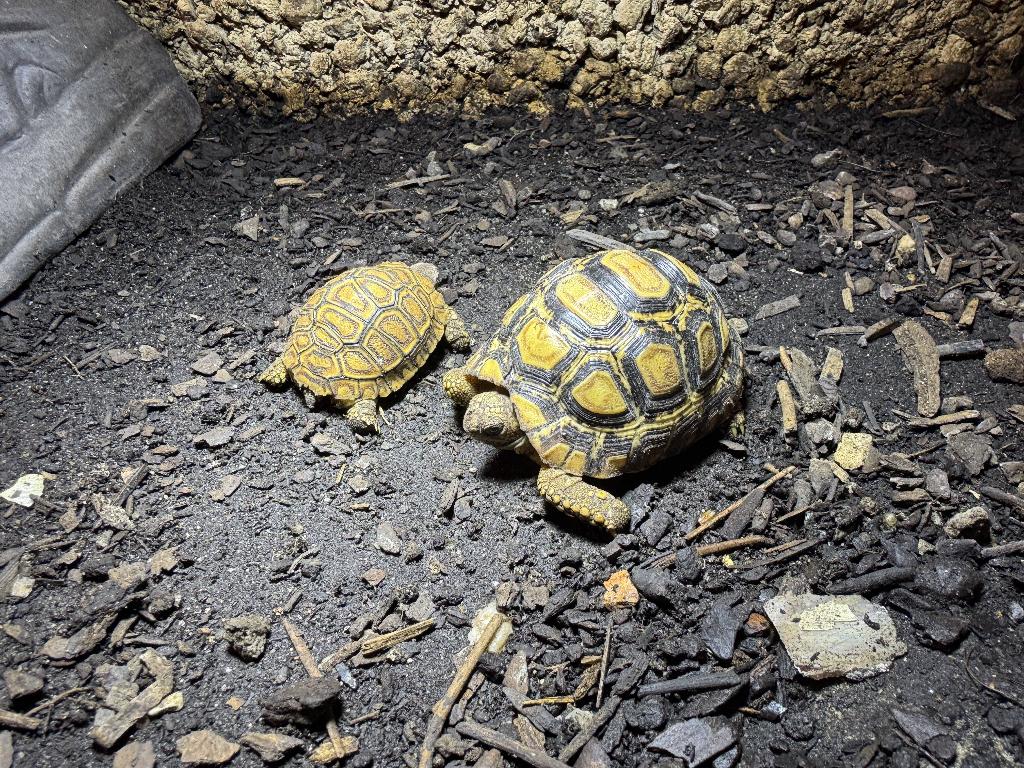 Stigmochelys Pardalis Babcocki Panterschildpad eigen nakweek Tortoise - unknown for sale from Niels