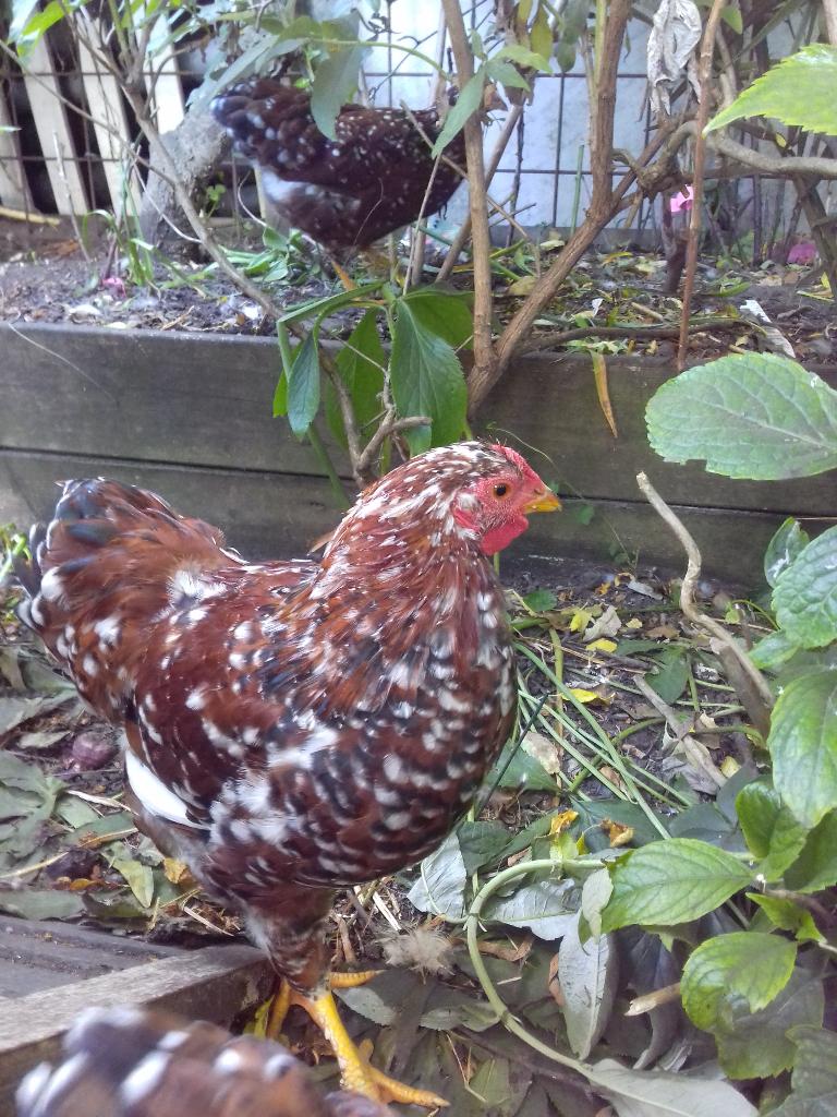 Wyandotte Millefleur kriel haan (rood porselein), Mannelijk, Kip