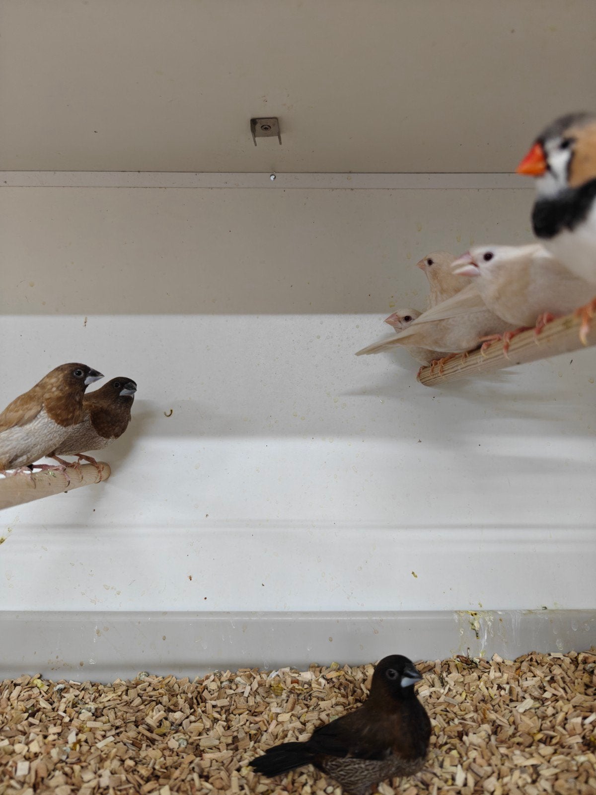Japanse meeuwtjes, Dieren en Toebehoren, Vogels | Overige Vogels, Meerdere dieren