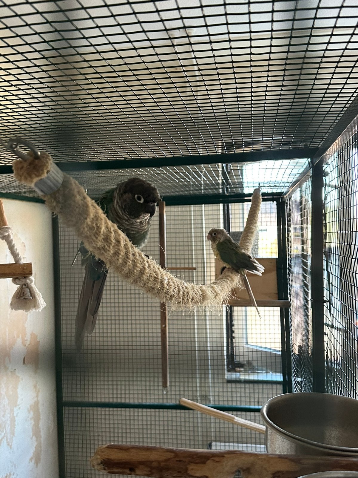 Stel pyrhurras met succesvolle nestjes, Dieren en Toebehoren, Meerdere dieren, Tropenvogel, Tam