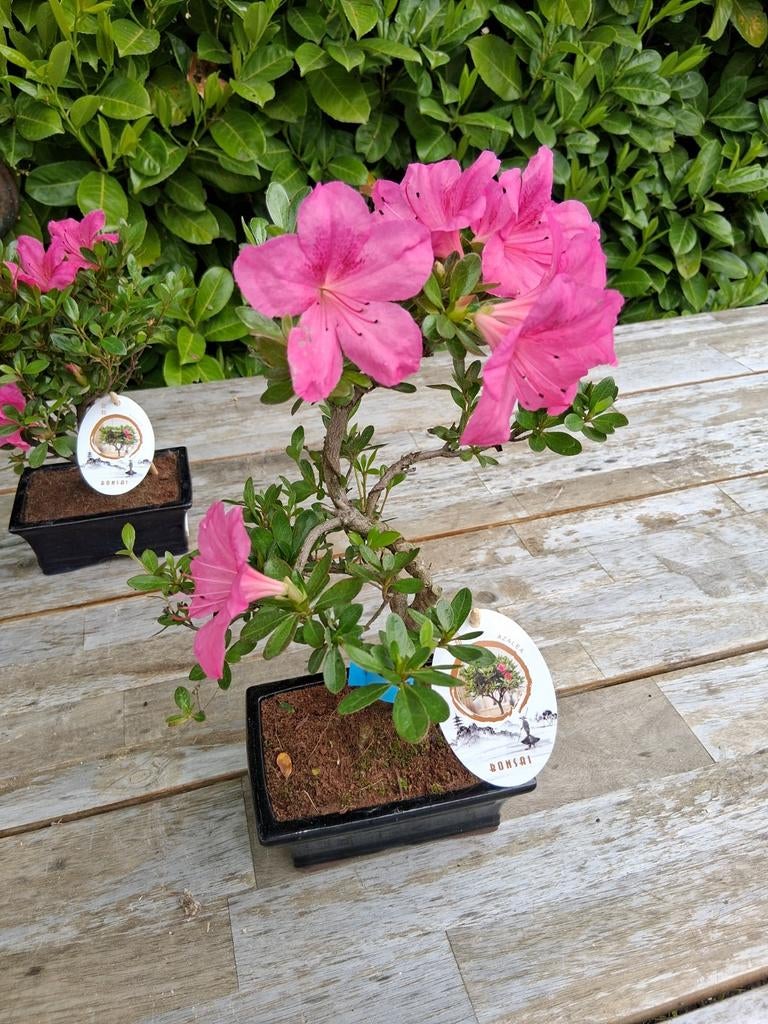 Azalea  bonsai, Bloeit niet, Halfschaduw, Minder dan 100 cm, Overige soorten