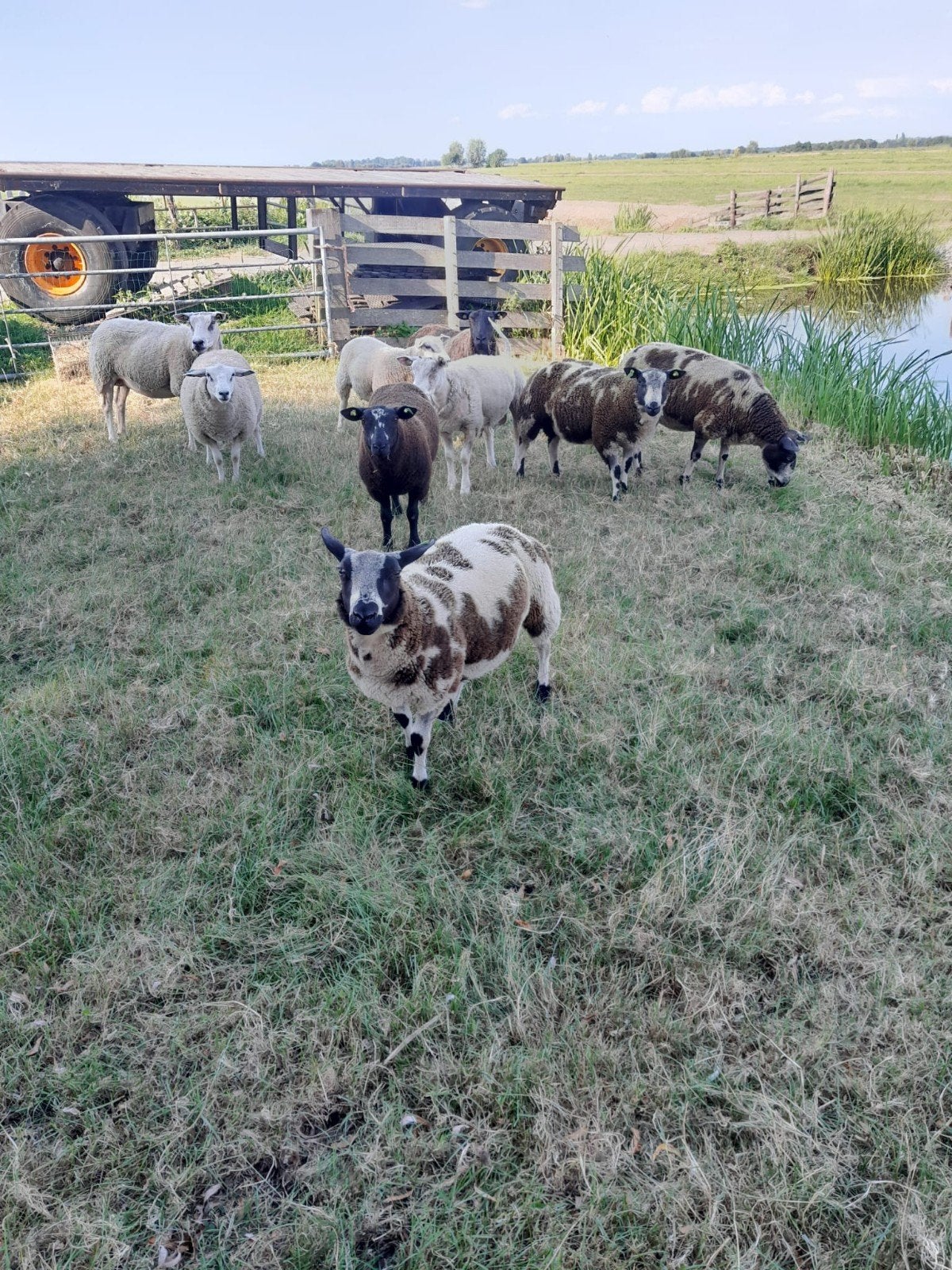 lammen lammeren, Dieren en Toebehoren, Schapen, Geiten en Varkens, Meerdere dieren, Schaap, 0 tot 2 jaar