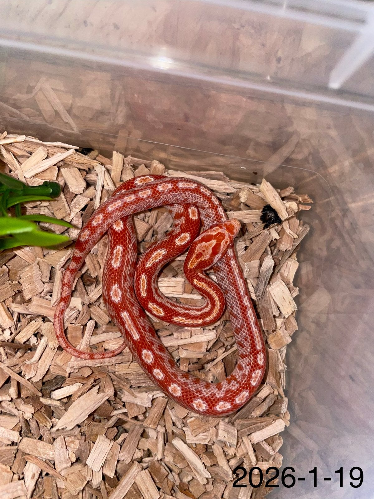 Jonge Rattenslangen div morphs Rat Snake photo 19