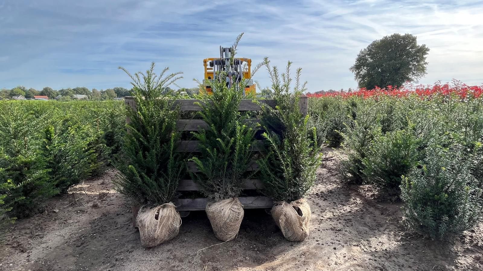 Taxus baccata - groenblijvend - verschillende maten🌿, Ophalen of Verzenden