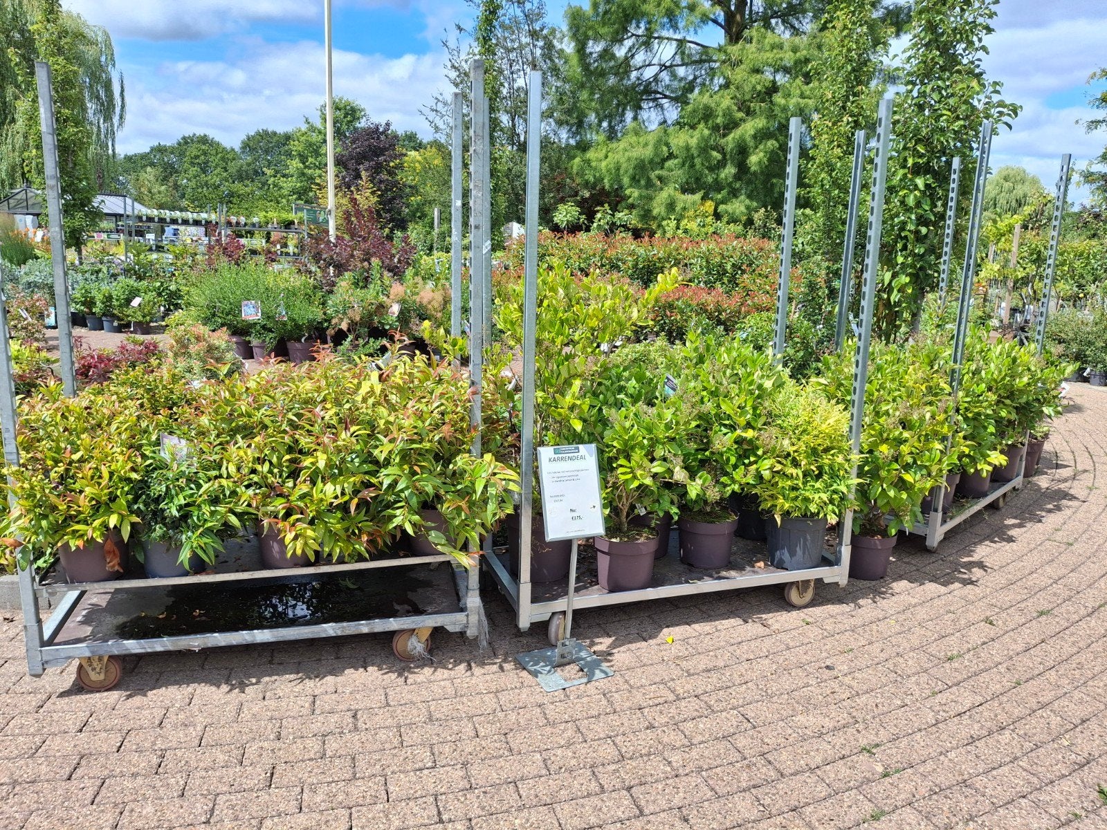 23 groenblijvende struiken voor maar €125,-, Vaste plant, Halfschaduw, Zomer, Ophalen
