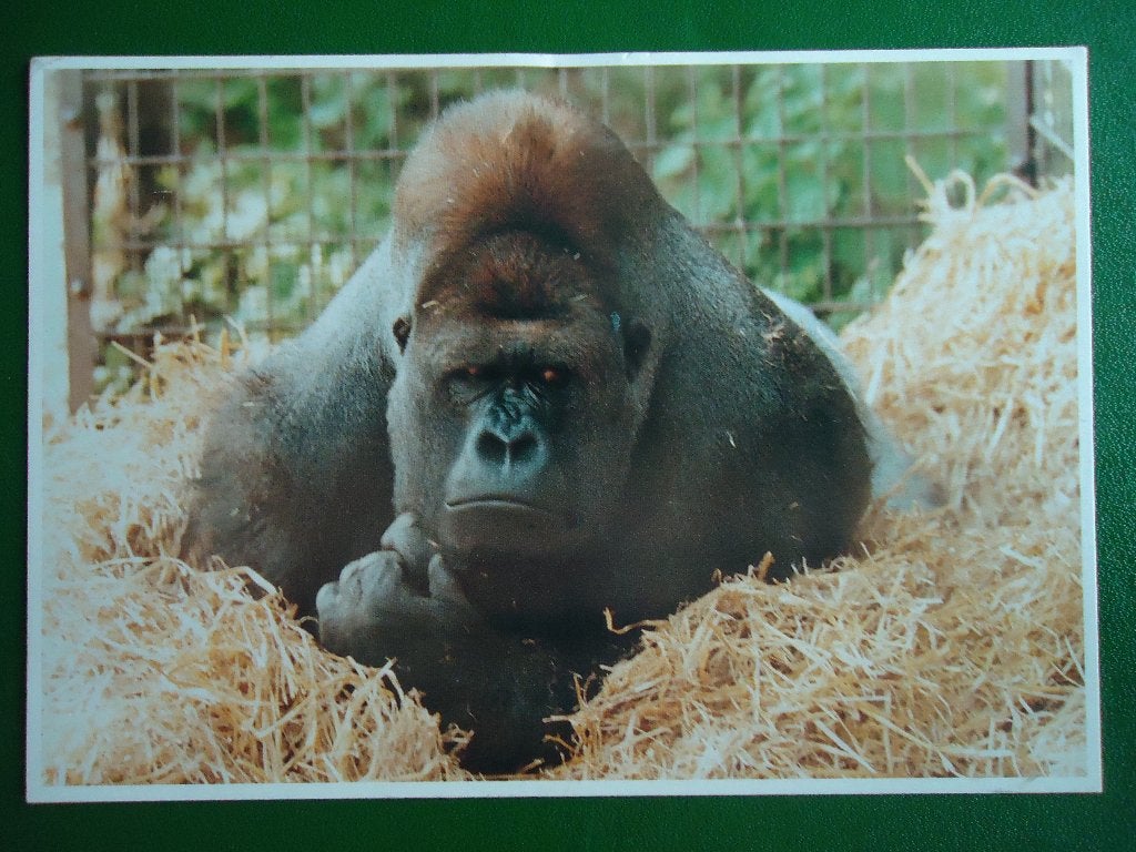 (711) Dierenkaart: GORILLA, Verzamelen, Verzenden, 1980 tot heden, Gelopen, Wild dier