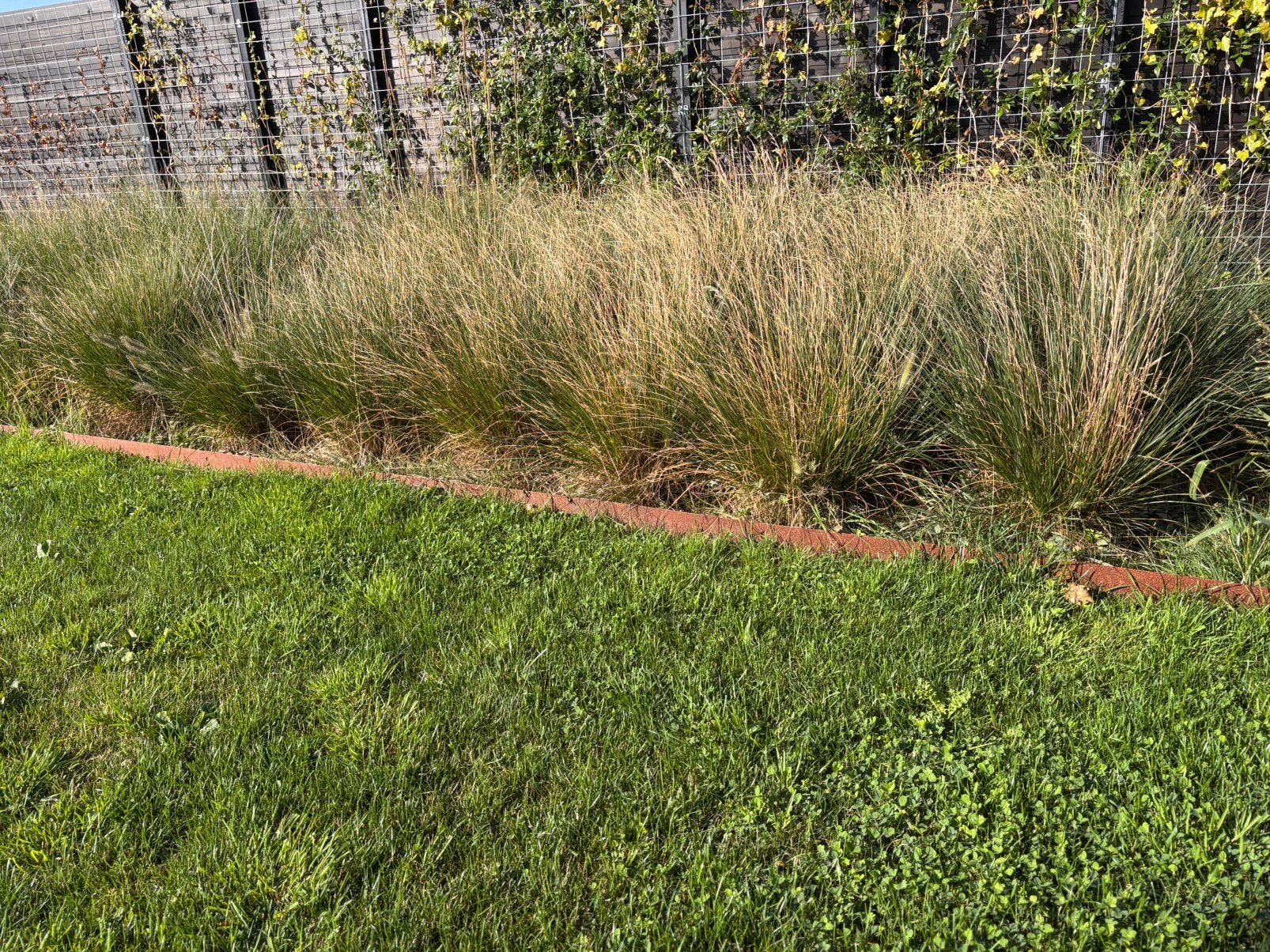 GRATIS Lampenpoetsersgras (Penisetum alopecuroides), Ophalen of Verzenden, Minder dan 10 m², Gras