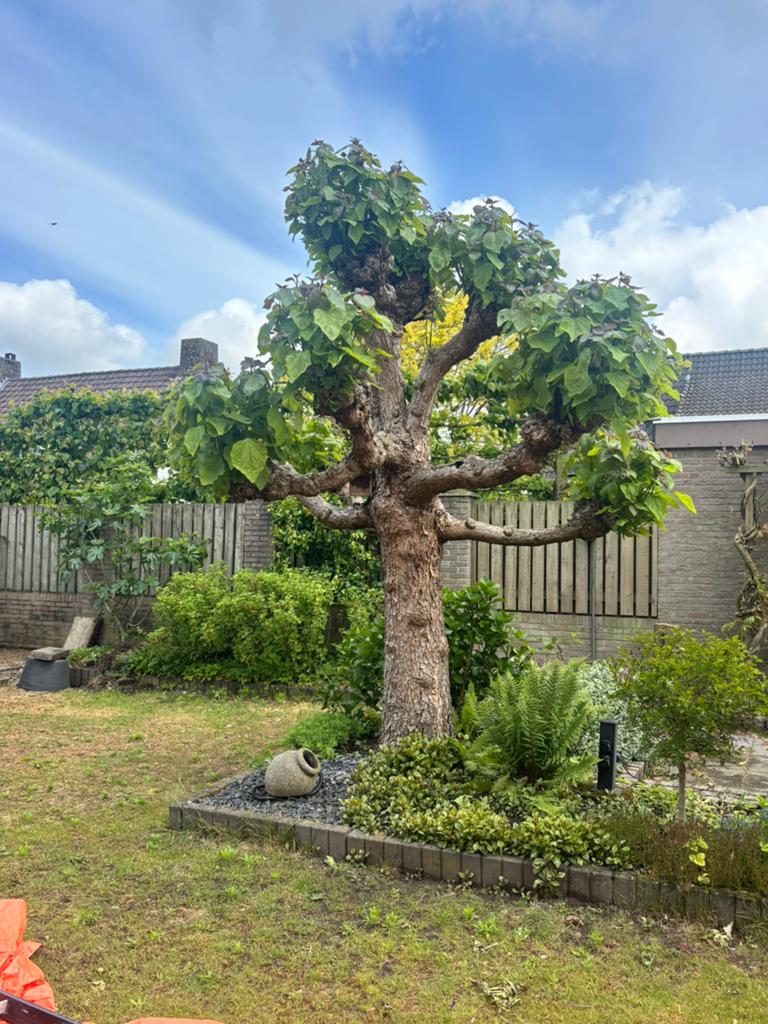 Catalpa boom, Tuin en Terras, Ophalen, Volle zon, Overige soorten