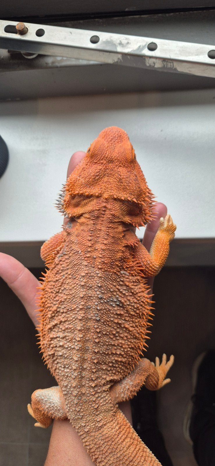 Mannelijke baardagaam Bearded Dragon photo 5