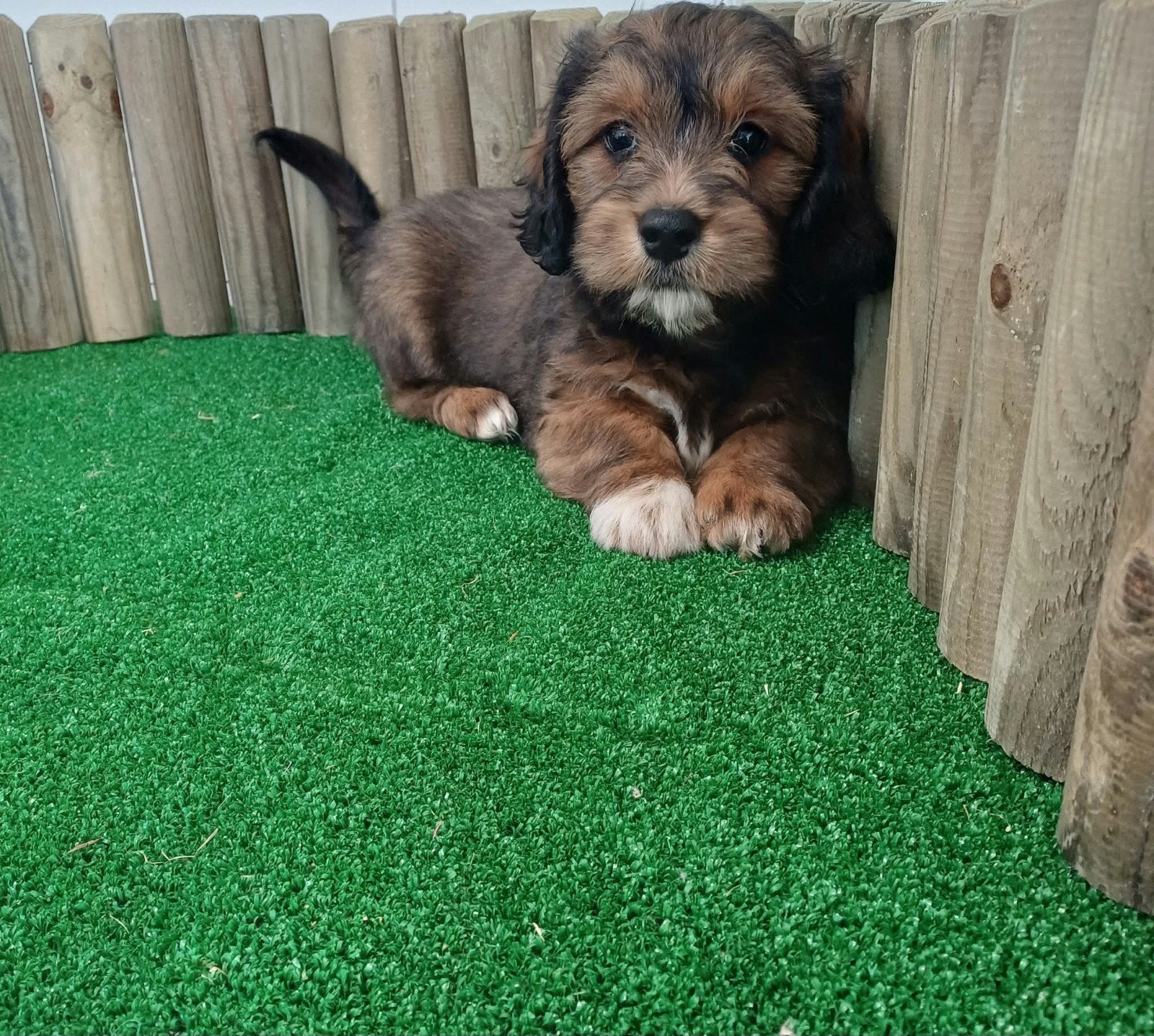 Boomer maltezer teckel (malteck) en maltezer shih tzu pups, Nederland, Overige rassen, CDV (hondenziekte), 8 tot 15 weken