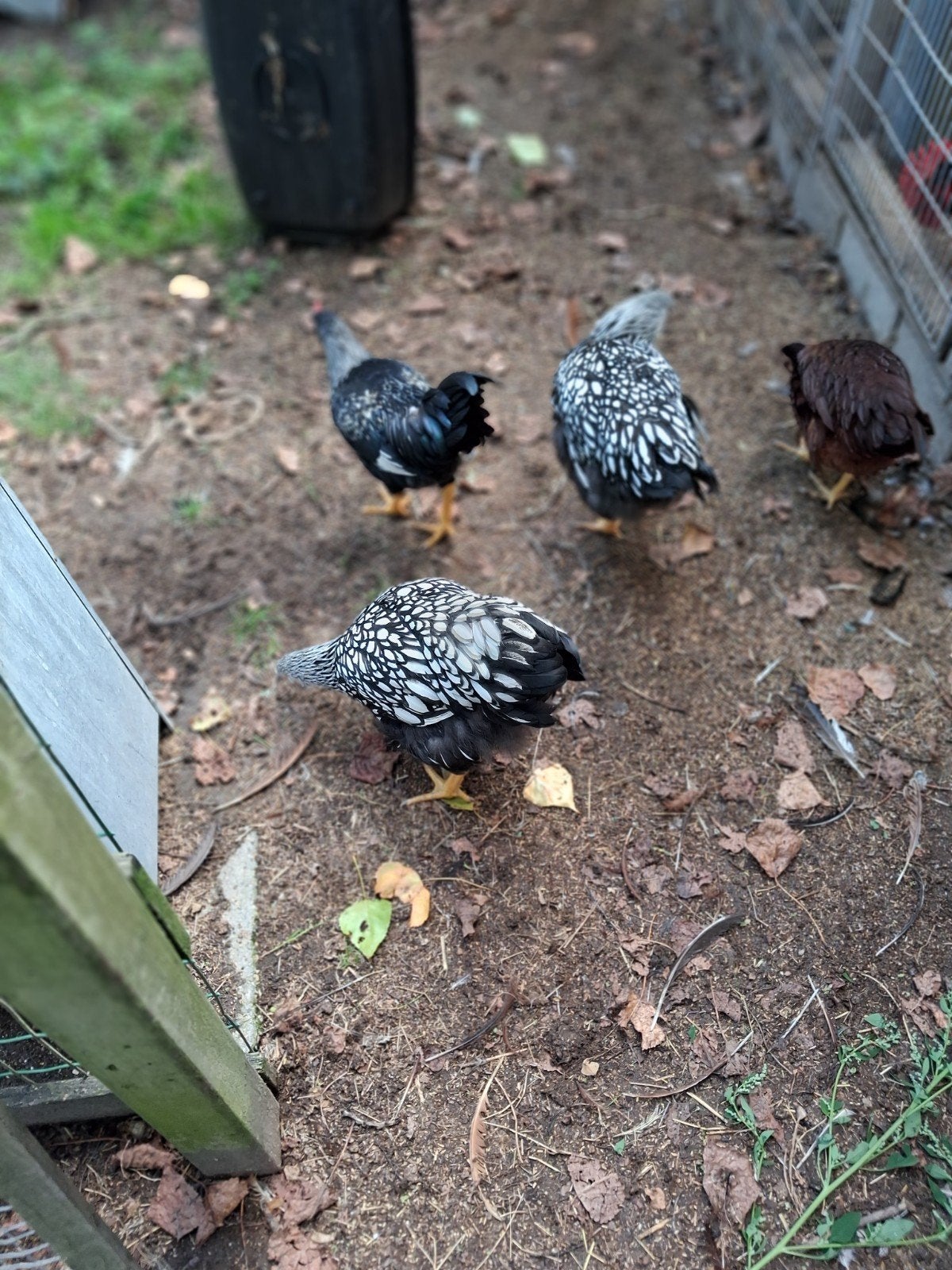 pĺüimvee kippen, Dieren en Toebehoren, Vrouwelijk, Kip