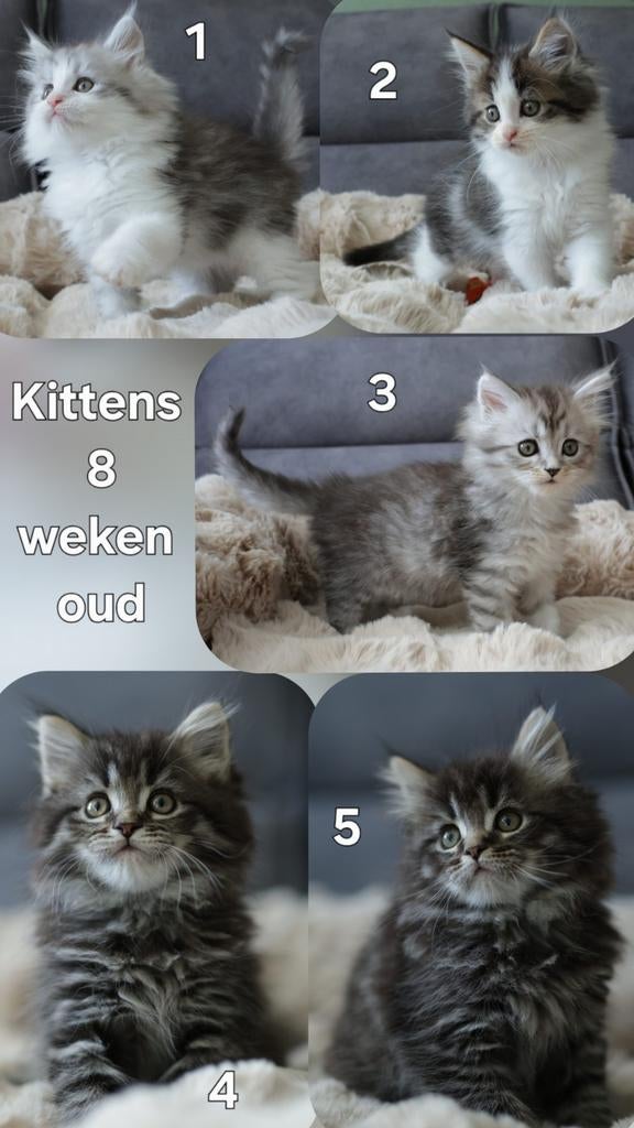 5 Maine Coon Mix Kittens (volg op instagram), Dieren en Toebehoren, Meerdere dieren, Met stamboom, 0 tot 2 jaar