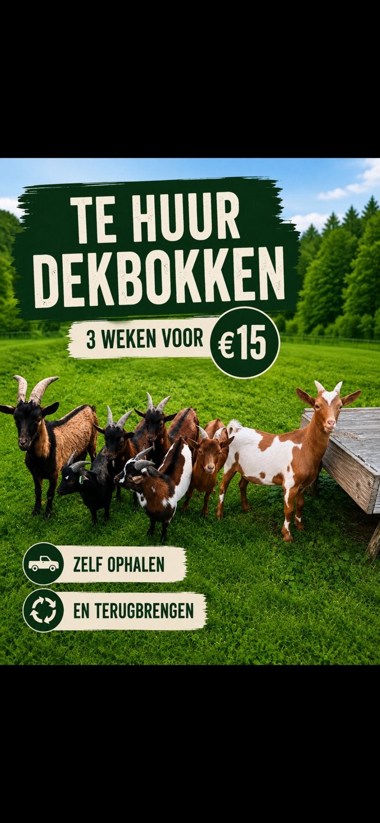 Dwerggeit bok Te huur, Dieren en Toebehoren, Meerdere dieren, Geit