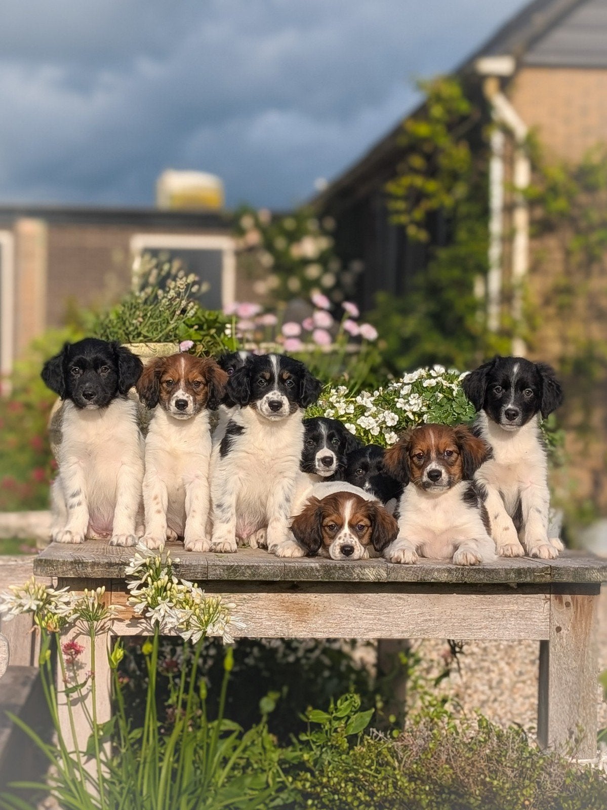 Vrolijk nestje Friese Stabij kruising pups mogen verhuizen, Parvo, Overige rassen, 8 tot 15 weken, Meerdere
