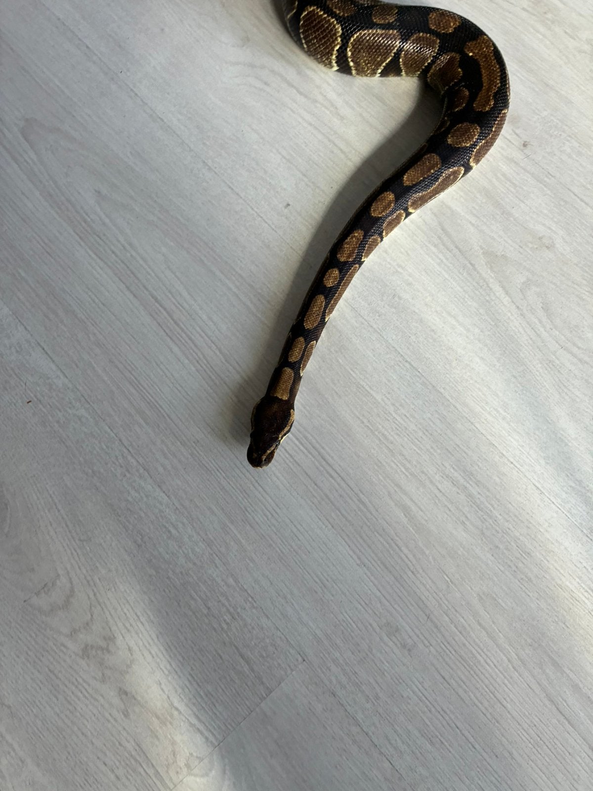 Koppel koningspython regius wild kleur Ball Python photo 7