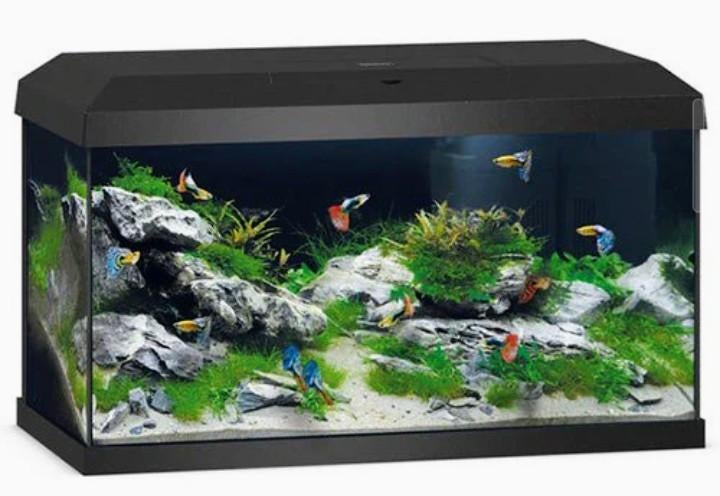 GEZOCHT juwel primo 60. zwart, Ophalen of Verzenden, Leeg aquarium