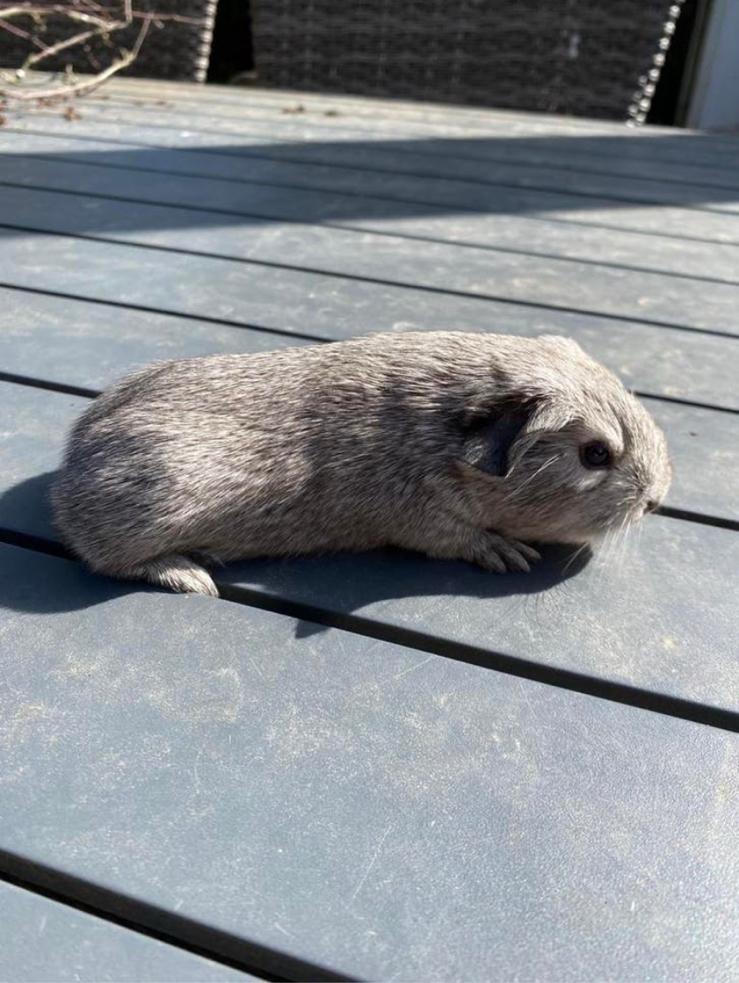 Jonge cavia’s tekoop, Dieren en Toebehoren, Knaagdieren, Cavia, April, Mannelijk, Tam
